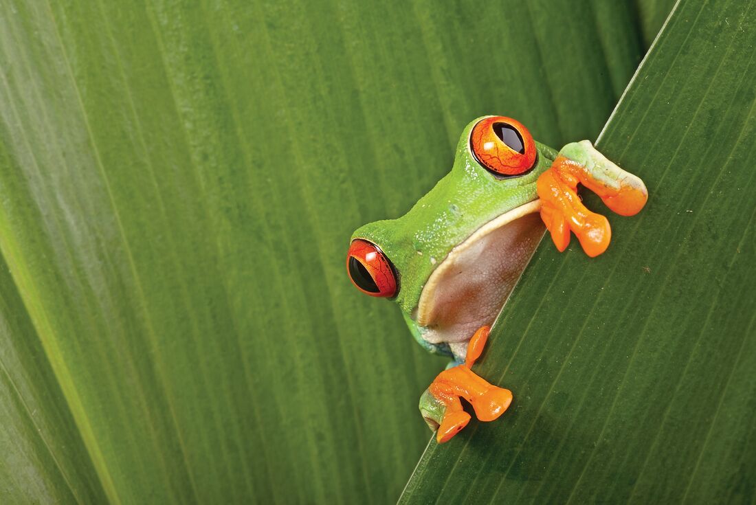 Red-eyed tree frog crouches between leaves in Monteverde
