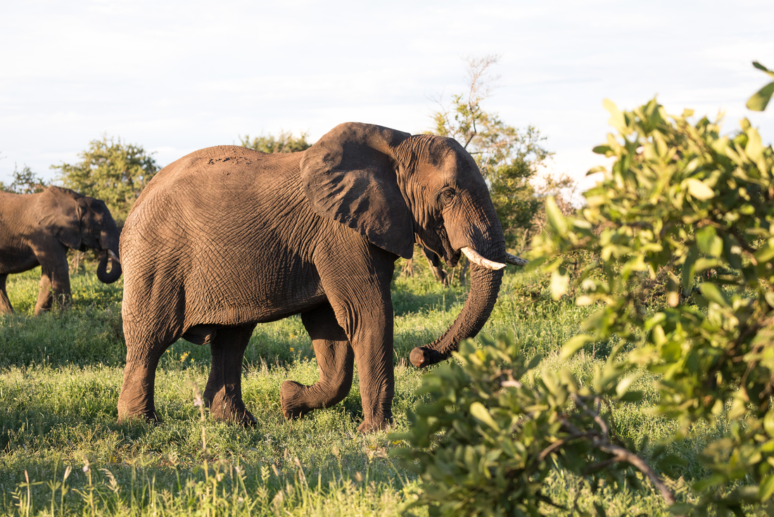 Zimbabwe, Kruger National Park, Elephant walking grass