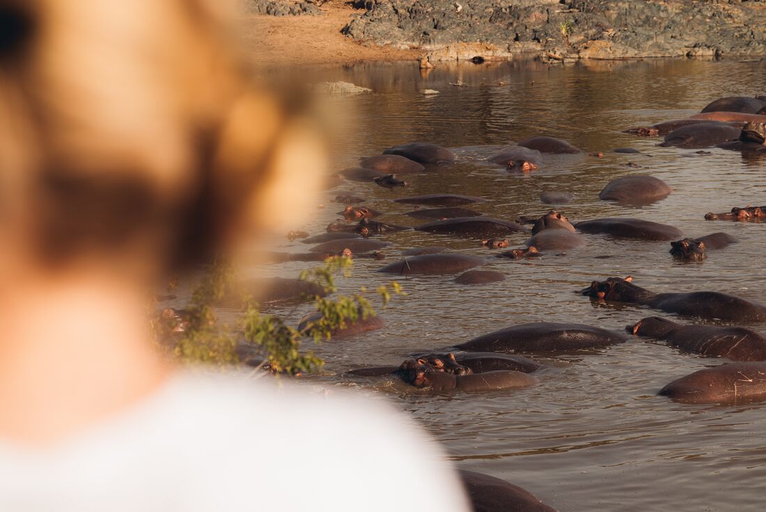 Pod of hippos in Serengeti NP