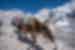 Yak walking, Everest Base Camp, Nepal