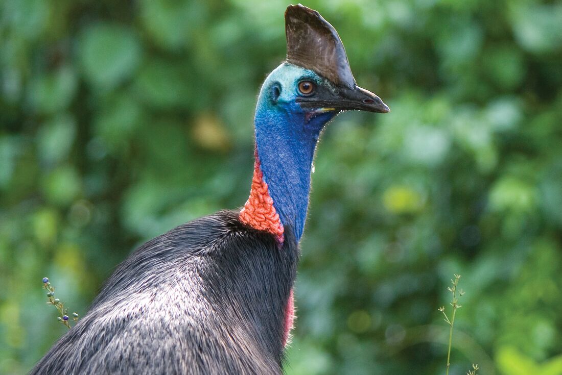 The beautiful and deadly blue skinned cassowary spotted on Mission Beach in Queensland