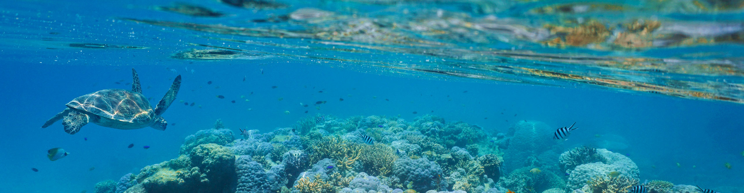 Shallow coral reef with a green sea turtle and fishes underwater, New Caledonia, south Pacific ocean
