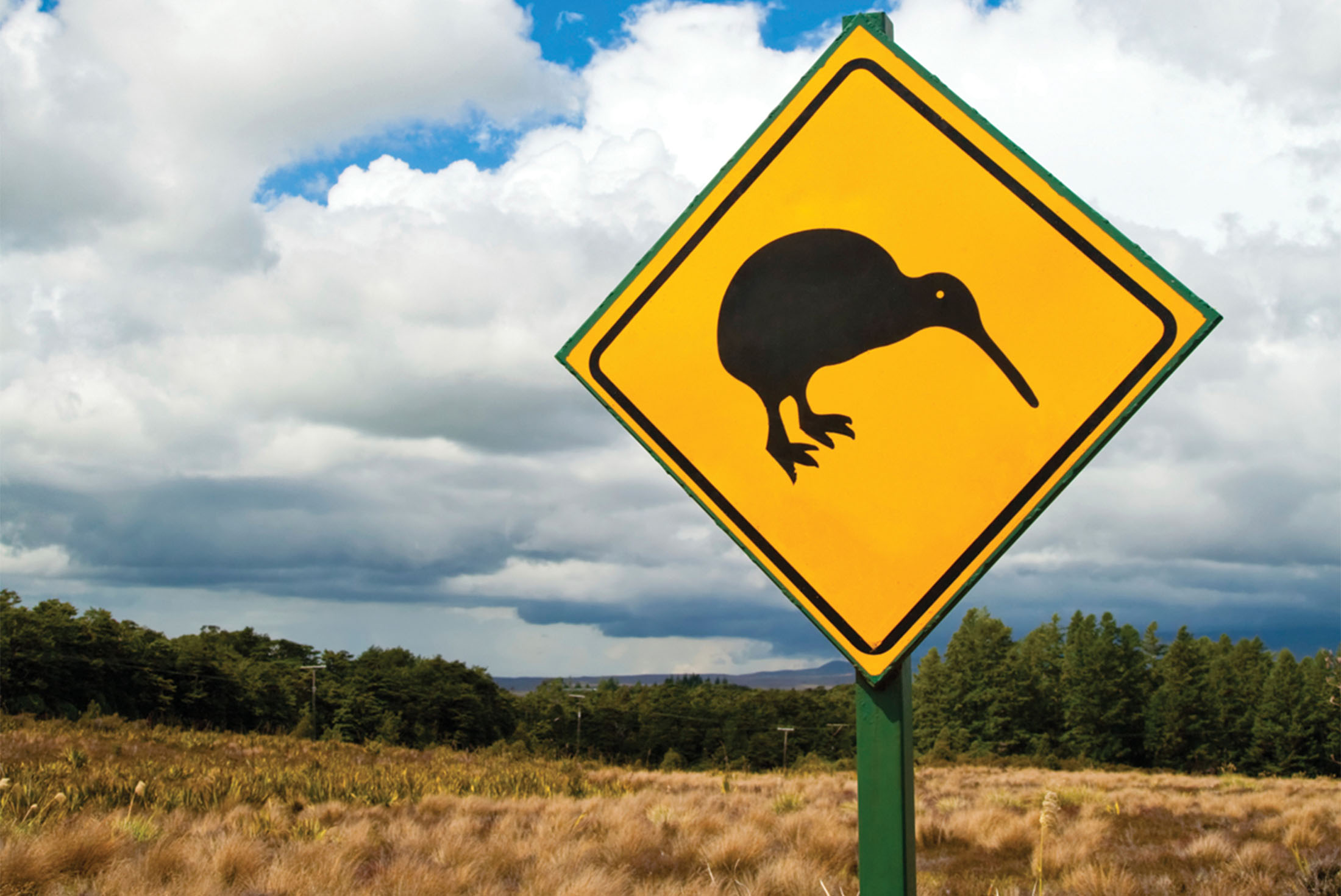 Kiwi Sign, New Zealand