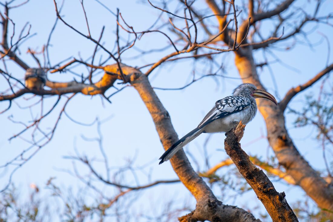 Bird wildlife sitting in a tree in Botswana