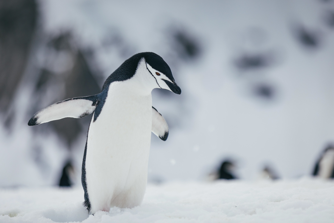 Close up of Chinstrap Penguin walking toward the camera