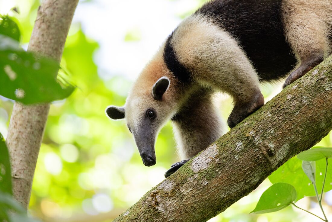 An arboreal tamandua, a tree-dwelling anteater, in Tortuguero National Park, Costa Rica