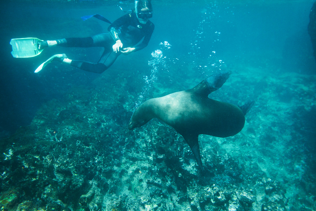 Snorkelling with sea lions, Galapagos Islands