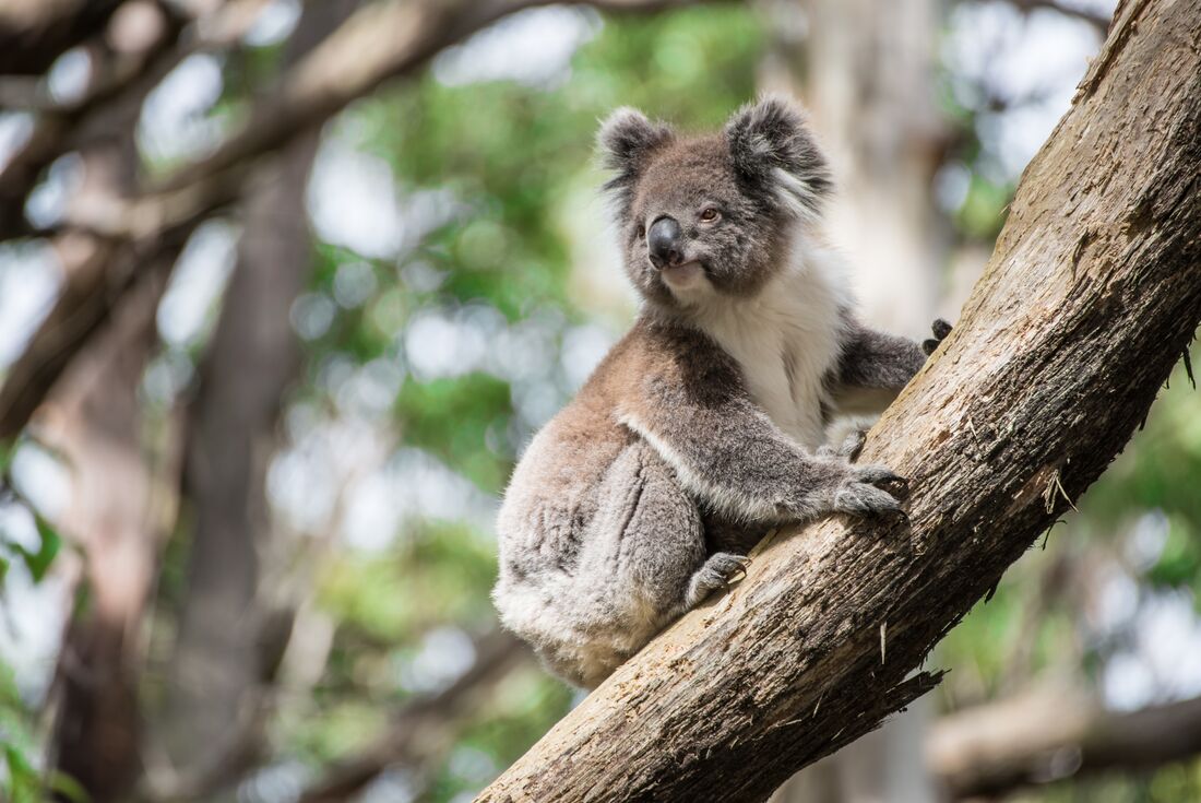 Koala looks out from branch in a tree at Port Macquarie Koala Hospital 