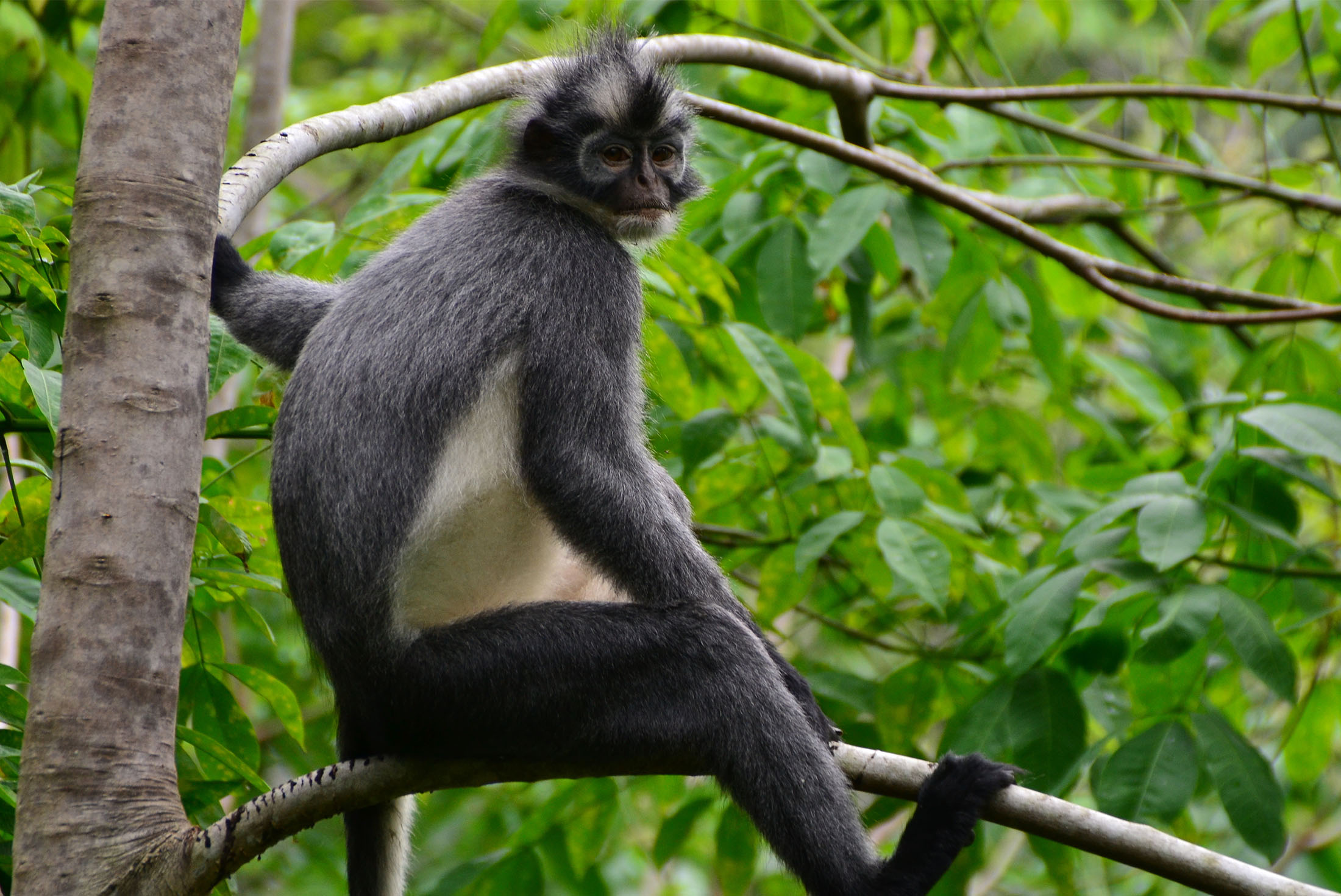 Wild Thomas Leaf Monkey in Sumatra, Indonesia