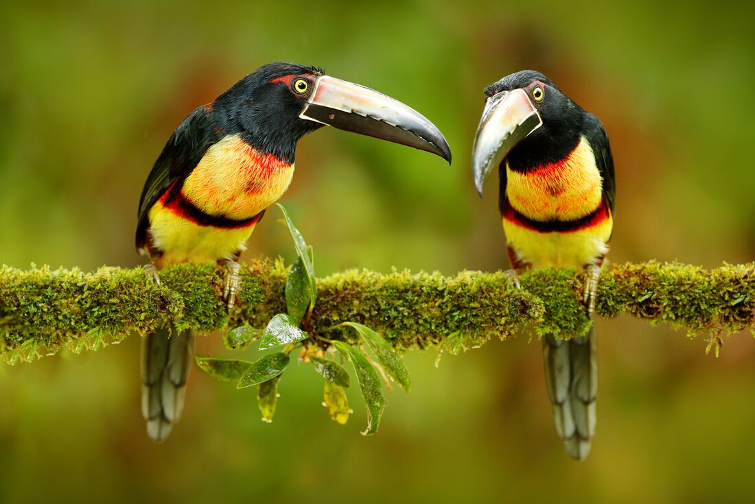 Two Collared Aracari birds sitting on a branch in Costa Rica