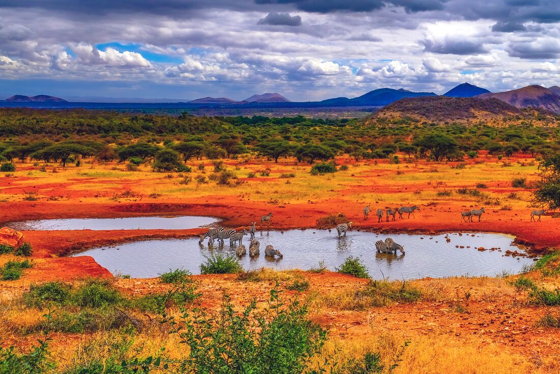Zebra herd at a rare watering hole in Tsavo West National Park, Kenya