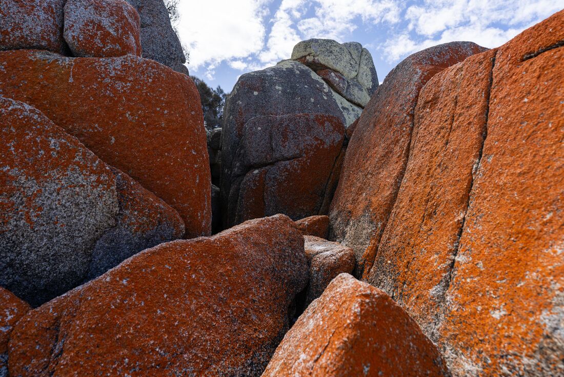 Detail shot of the bright orange lichen covered boulders dotting the coast off the Bay of Fires in Tasmania