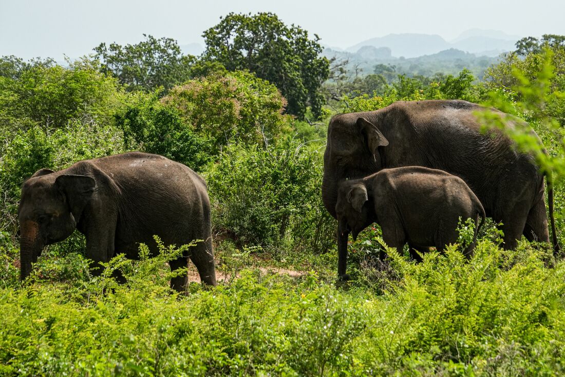 Three elephants roaming through greenery at the Udawalawa National Park in Sri Lanka