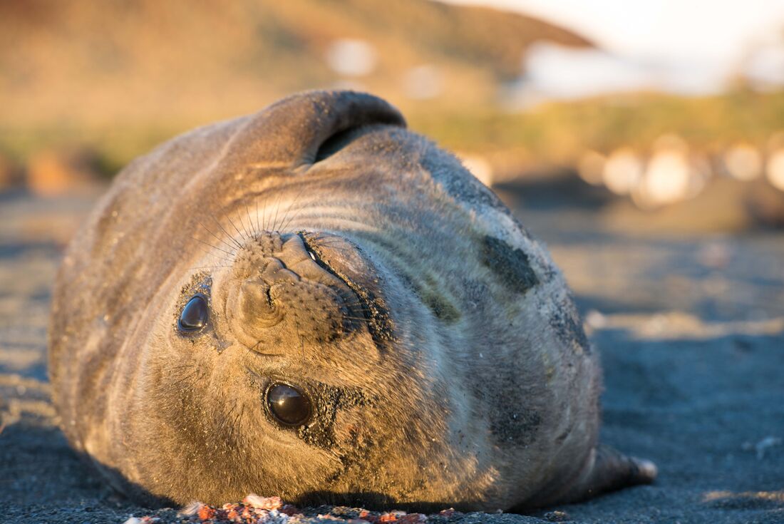 Elephant seal pup on South Georgia at the start of a new year
