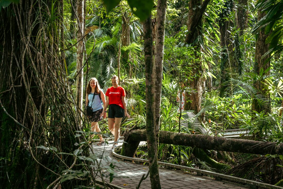 Traveller and leader laugh together while walking through dense rainforest on a raised boardwalk in Cape Tribulation