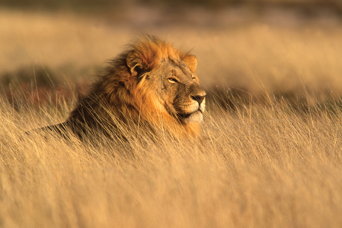 namibia etosha np male lion grass