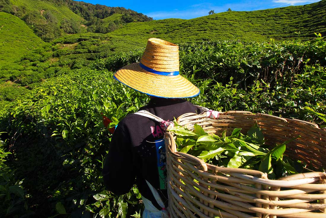 Local picking tea in the Cameron Highlands tea plantation in Malaysia