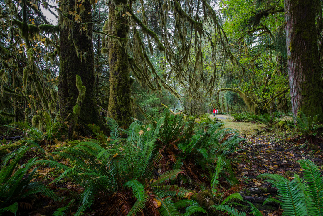 Foreground of rainforest ferns and moss covered trees with travellers hiking in Hoh Rainforest