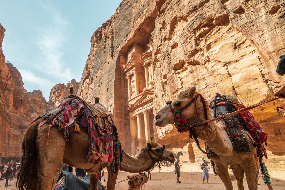 Camels bridled and parked outside the huge stone carved facade of the Treasury at Petra in an orange stone canyon