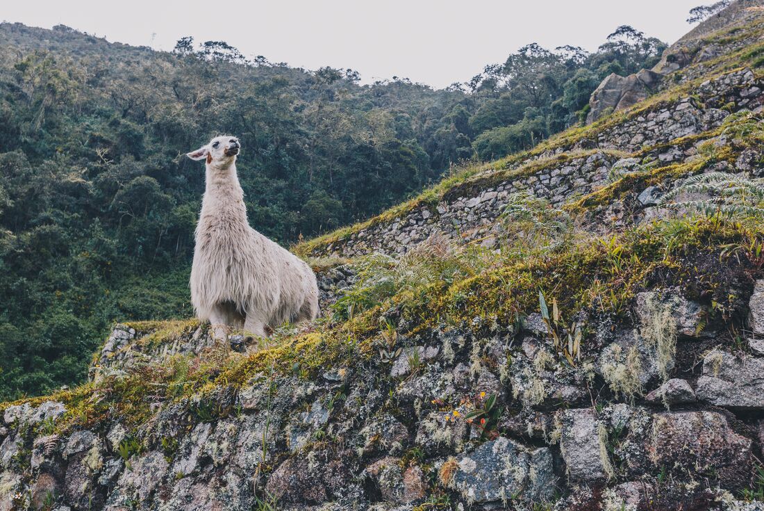 Llama standing on archaeological stone steps in early morning mist near Machu Picchu Peru