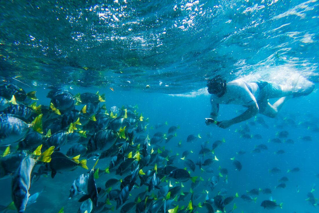 Traveller with a gopro and waterproof phone photographing schools of fish while snorkelling