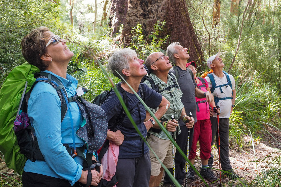 Intrepid travellers on a hiking trail stopping to look up at black cockatoos in the wild