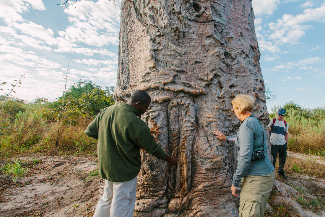 Botswana Okavango Delta Traveller Tree